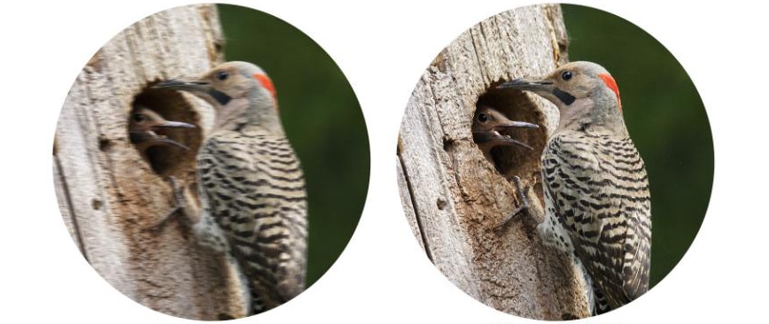 How to Choose Binoculars for Bird Watching?