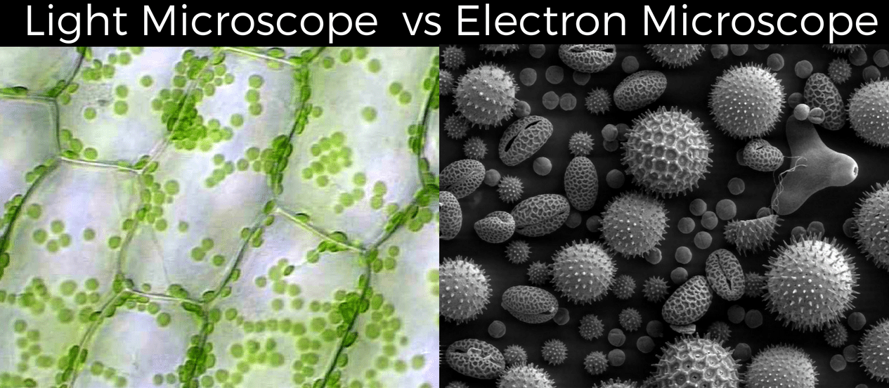 Light Microscope vs Electron Microscope 7 Main Differences