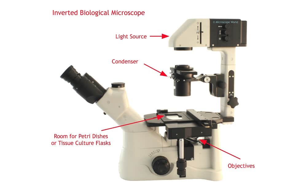Inverted vs Upright Microscope: the Difference Explained