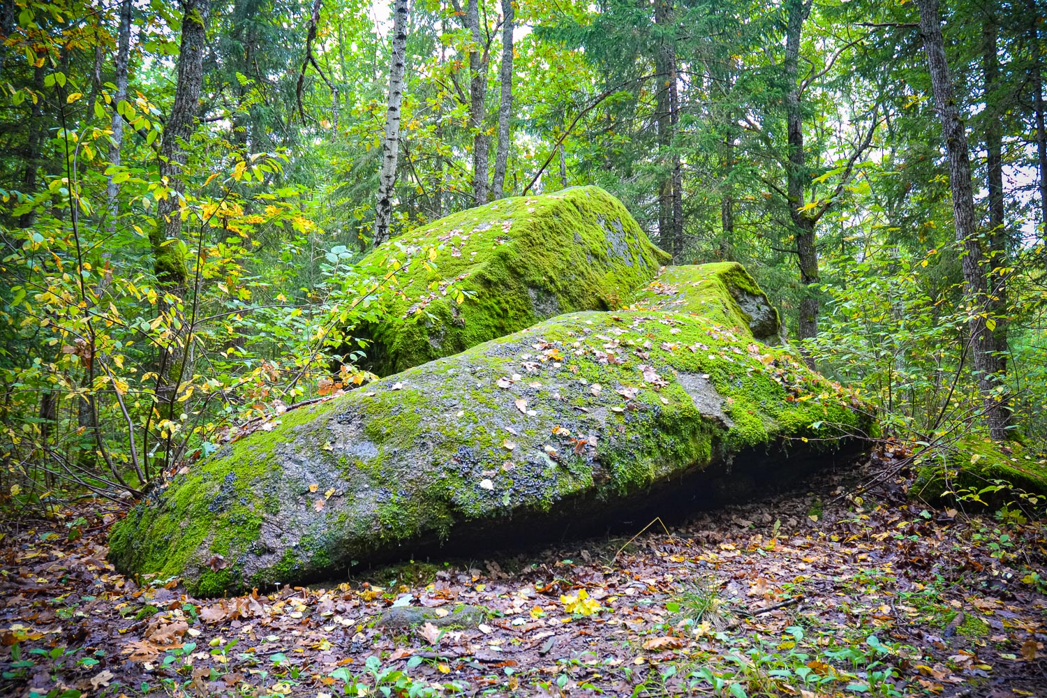 7 Methods to Judge Distance Without a Rangefinder