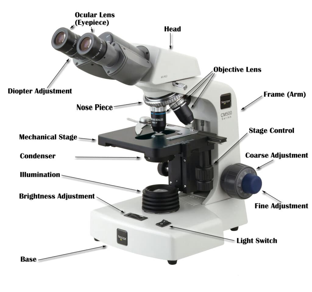 Inverted vs Upright Microscope: the Difference Explained